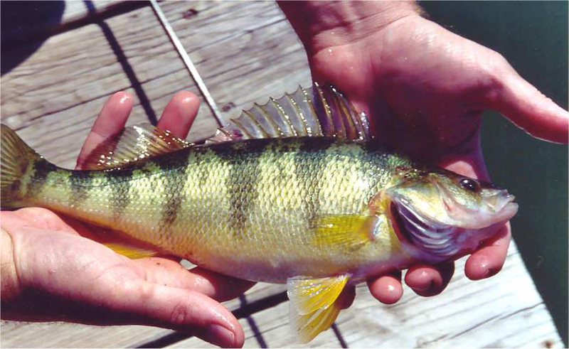 YellowPerch1.jpg